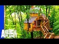 Building a Treehouse Inspired By a Bird House