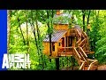 Building a Treehouse Inspired By a Bird House Building a Treehouse Inspired By a Bird House