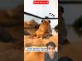 Adopting Big Eyes #lovestory #animals #pets#cute #mudskippers #love #adoption #fish #wildlife