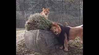 N.J. zoo animals play with recycled Christmas trees