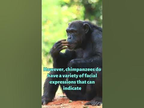 Why Do Chimpanzees Refuse to Smile? #shorts #shortsvideo #animalfacts #
