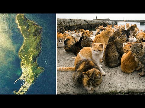 На этом острове кошек больше чем людей! Как они выживают?