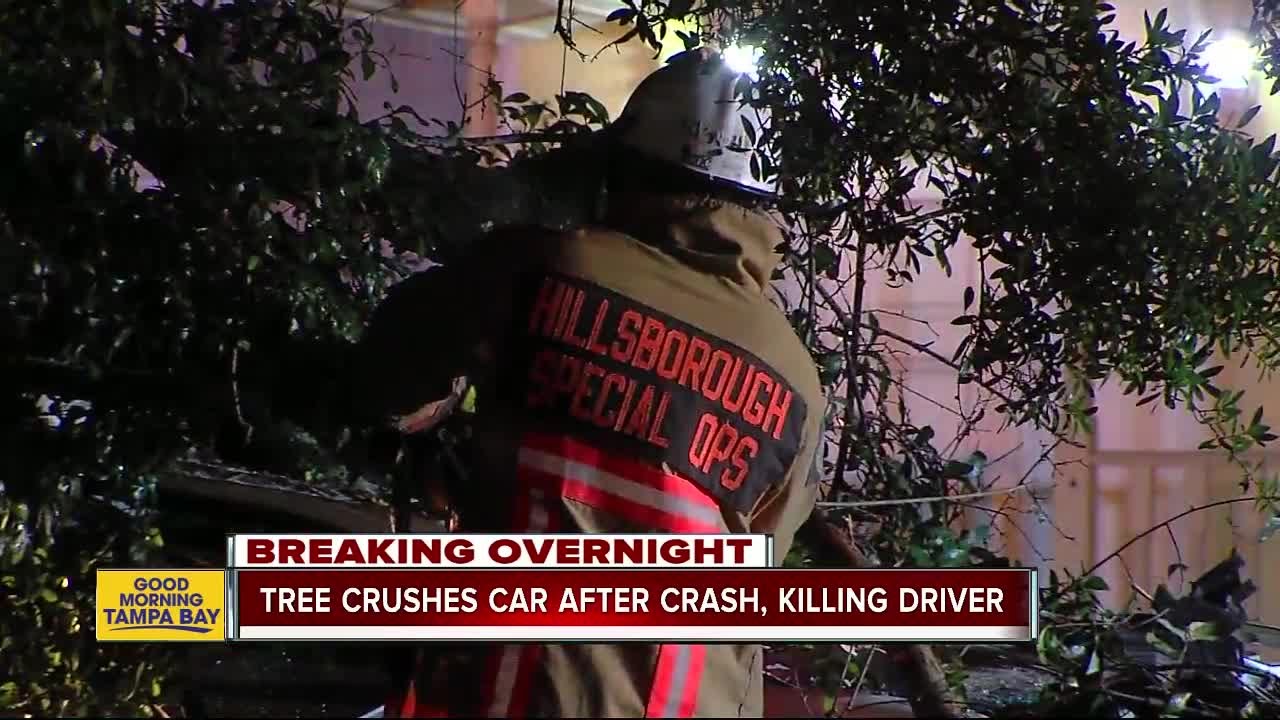 Driver dead after crashing into tree overnight in Tampa - YouTube