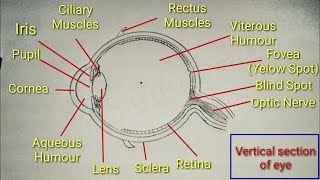 Eye diagram with easy steps | How to draw human eye. by Arts and Crafts 43,137 views 5 years ago 3 minutes, 12 seconds