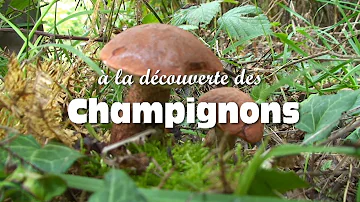 Comment reconnaître un champignons ?