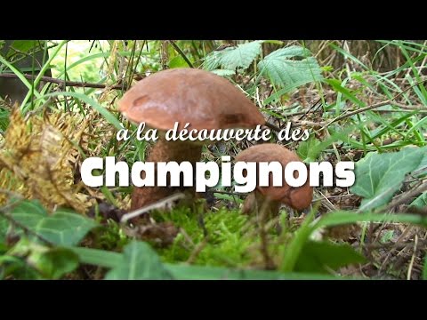 Les champignons comestibles