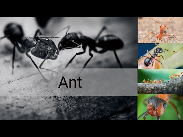 Ant Facts (Learn Animals Underground) class=