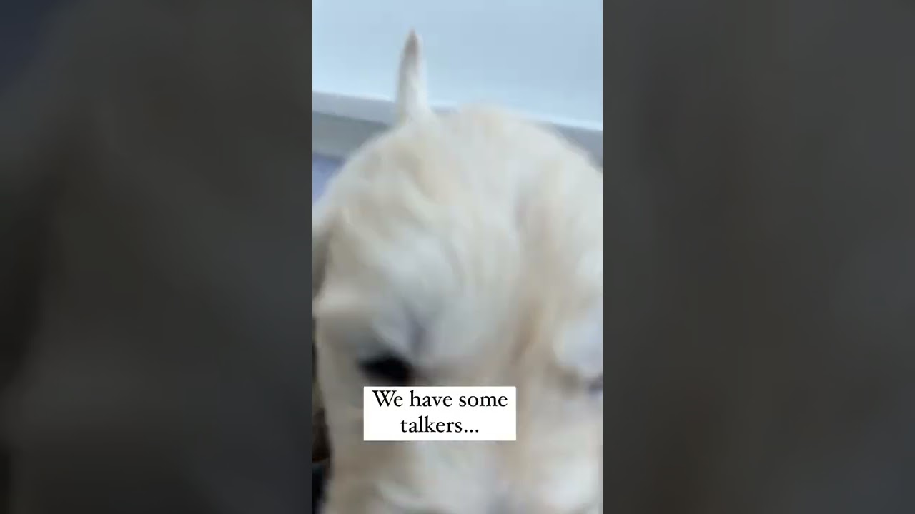 Puppy Learning how to Bark!