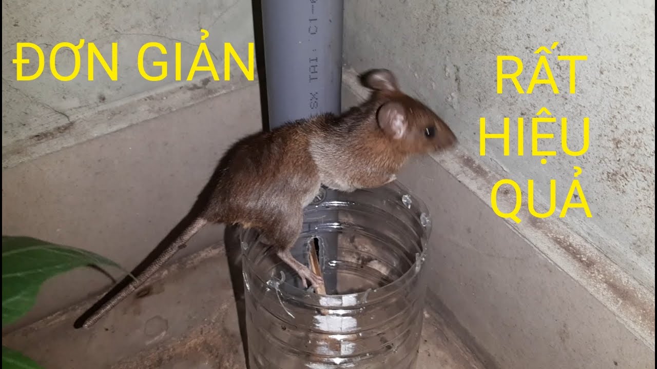 Cách Làm Bẫy Chuột Bằng Chai Nhựa Đơn Giản Nhưng Rất... - youtube