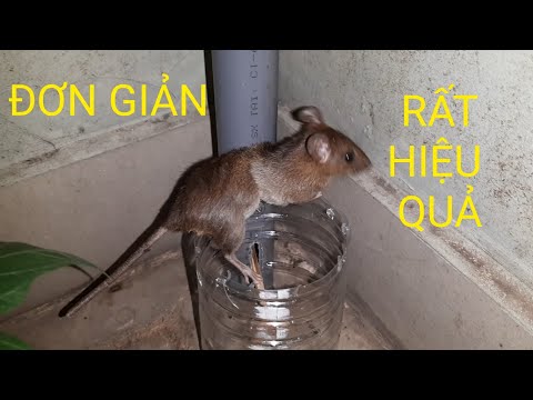 Video Cách Làm Bẫy Chuột Bằng Chai Nhựa Đơn Giản Nhưng Rất... - youtube