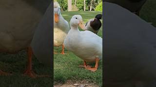 Friendly curious #ducks come to say hi. Which one's the male? Or is it two Daffys?