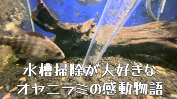 A Iに水槽掃除するオヤニラミの物語作ってとお願いした結果