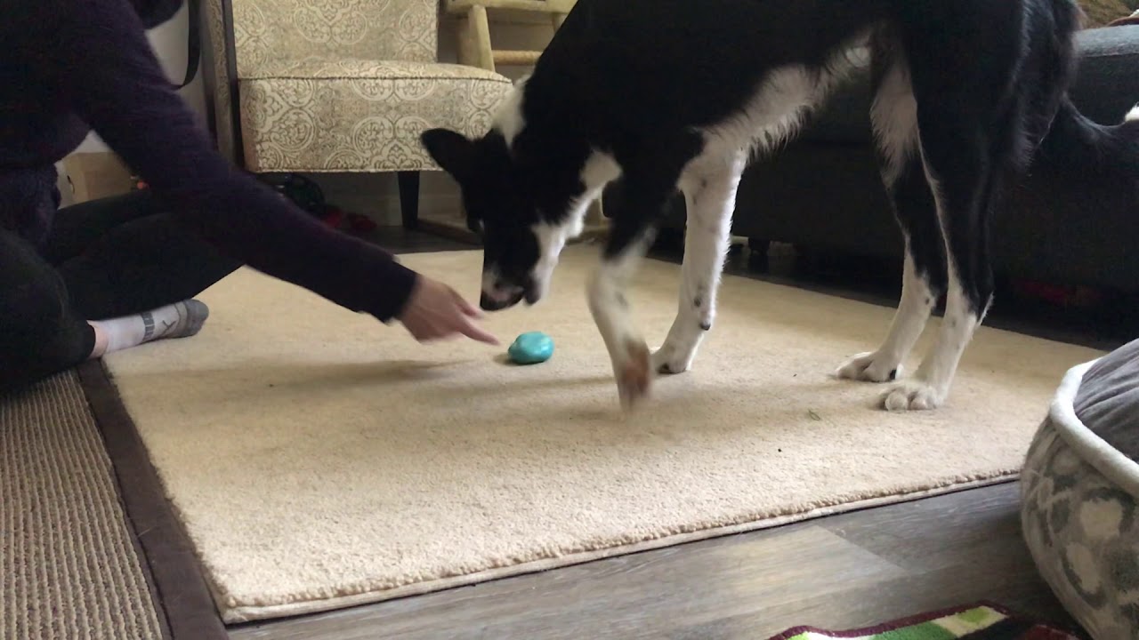 How to Shape a Retrieve to Hand Part 1 Positive Dog Training Work