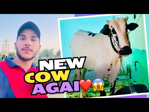 Fateh jhangi bull-dangerous bull-qurbani 2k24