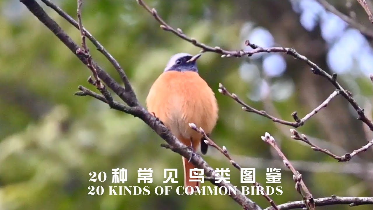 带你认识20种常见鸟类，经常见到却叫不出名字，你身边有几种？