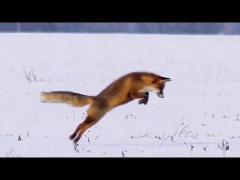 Лиса на зимней охоте (Мышкование) | Film Studio Aves