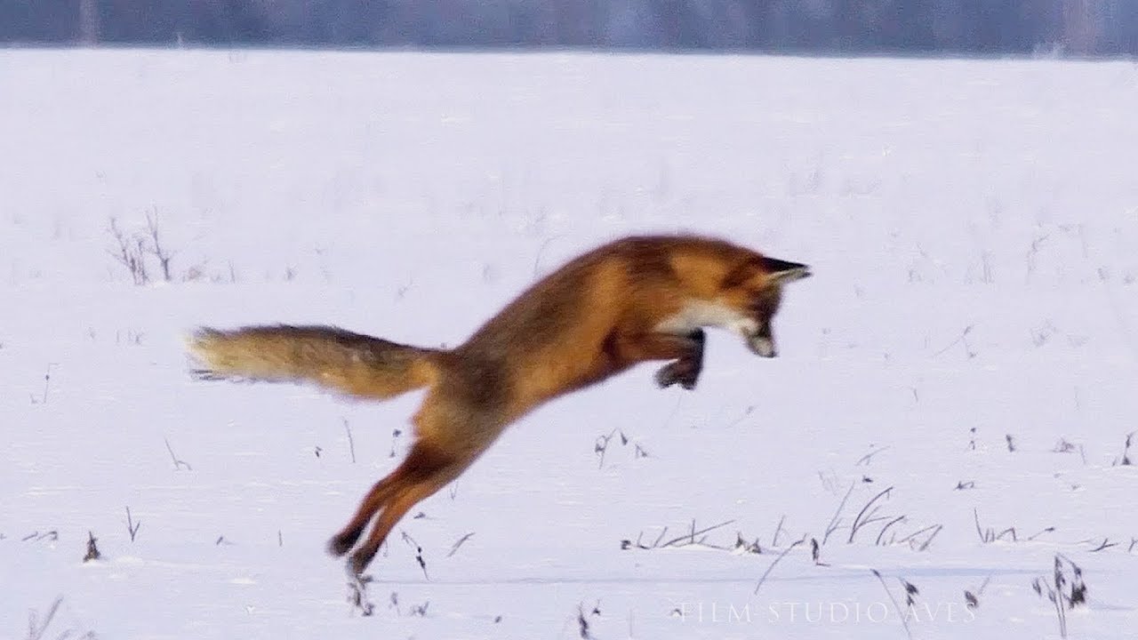 охота лисицы на мышей полевок