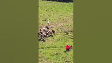 Funny landed in the wrong field and chased by cows. #piano #music #sad