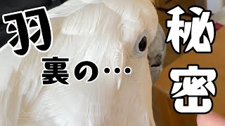 ゆきまる氏の羽裏に隠された秘密とは