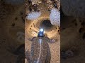 Desert Sandfish Skink POV: Tiny Camera Reveals a Massive Hidden Underground Colon #shorts