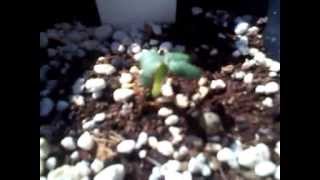 Outdoor Organic Garden Update 2