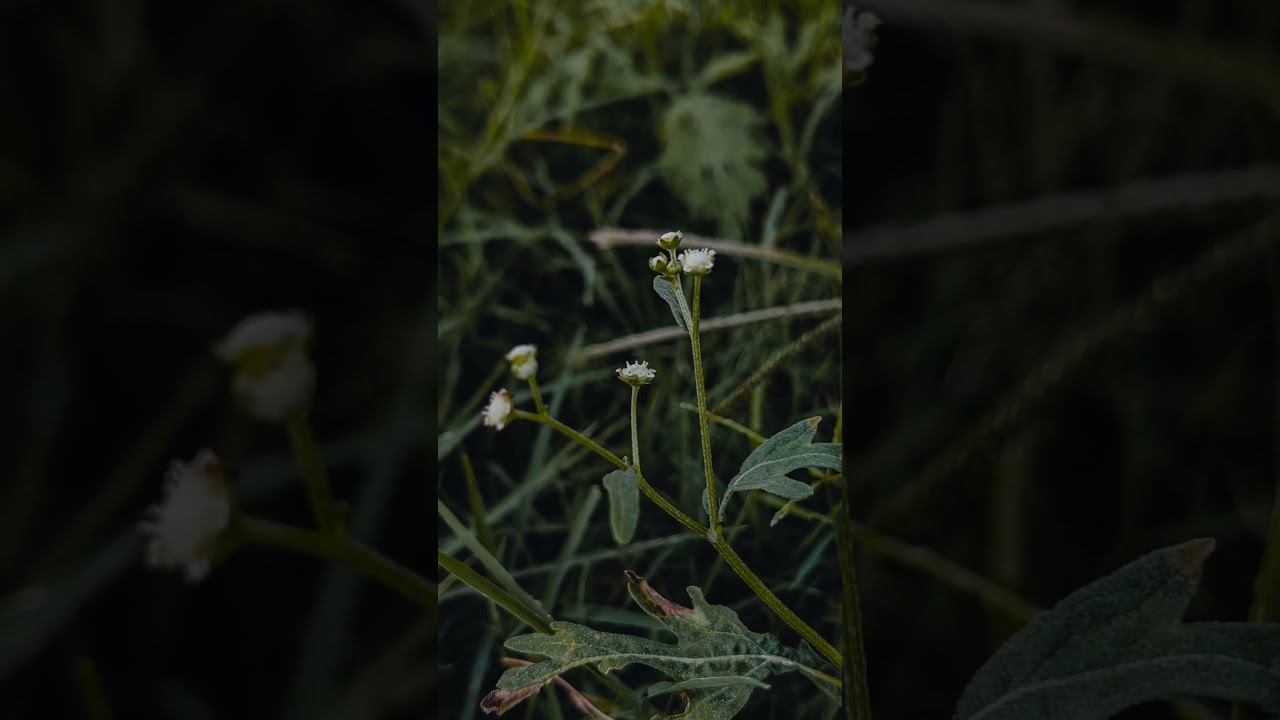 micro photography 📱🤯😍🤞Try this settings ✨ save it for later 💕 