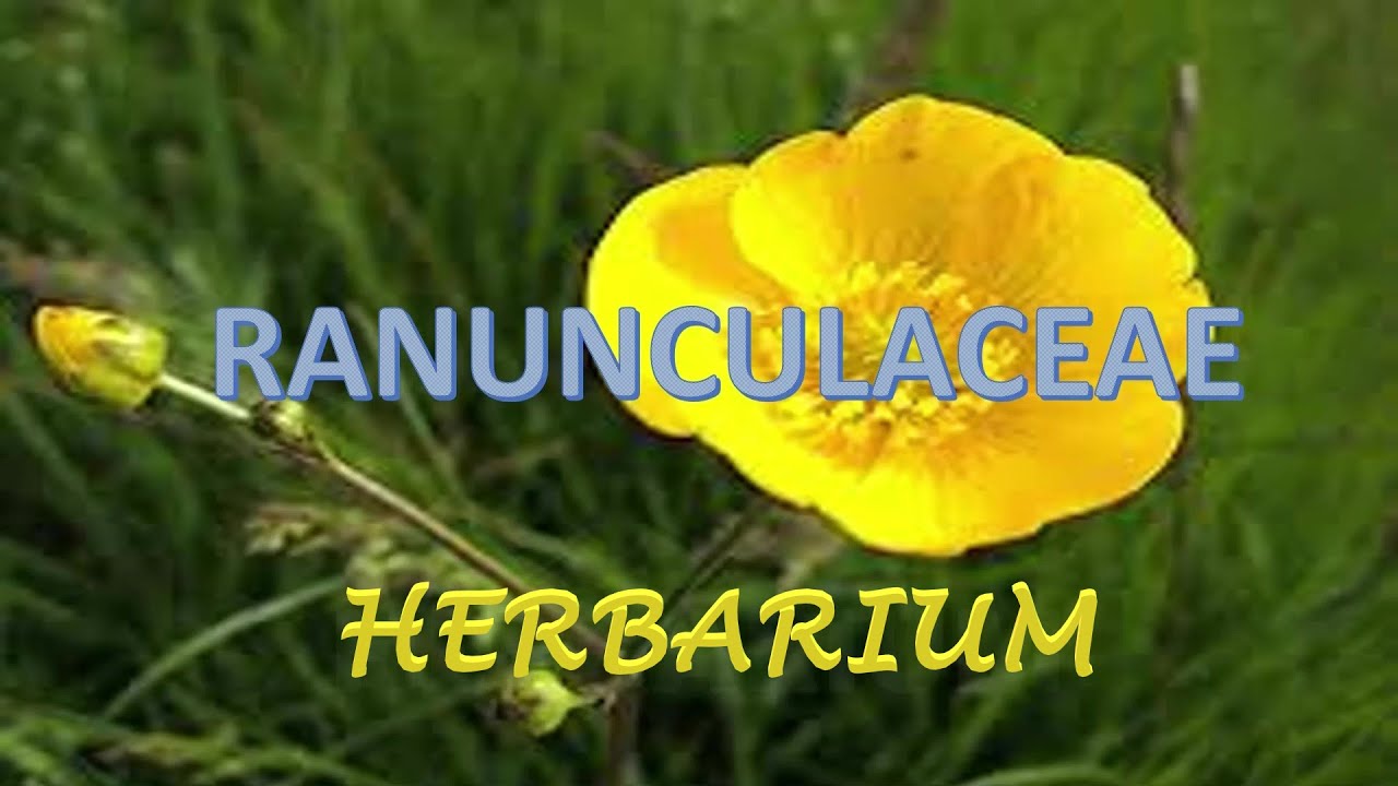 herbarium collection/buttercup family/ Ranunculaceae /Clematis gouriana /Plant taxonomy 
