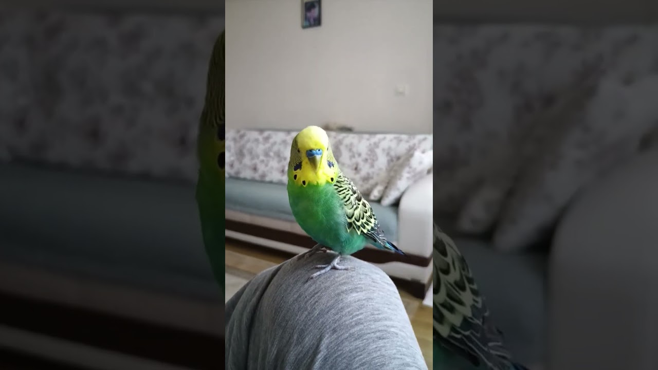 Konuşturma Eğitimimize Katıl sende Hadi 😉 #muhabbetkuşu #kuşbakımı #budgies #konuşankuş
