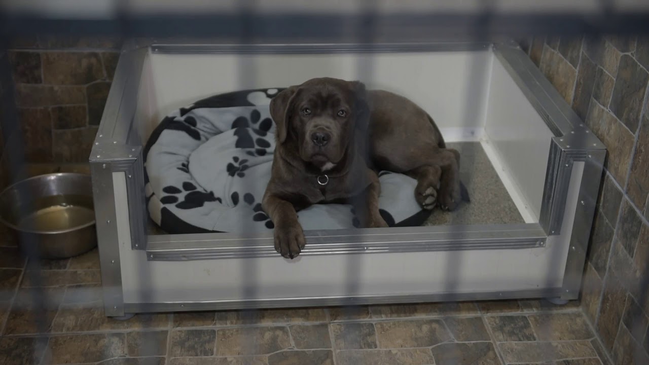 Alfa dog - Centar za obuku pasa i pansion