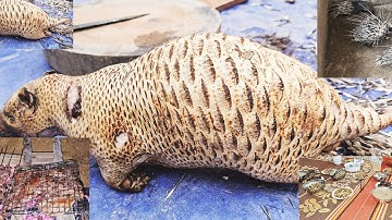 ĐẶC SẢN Nhím 5 món, anh em giao lưu.