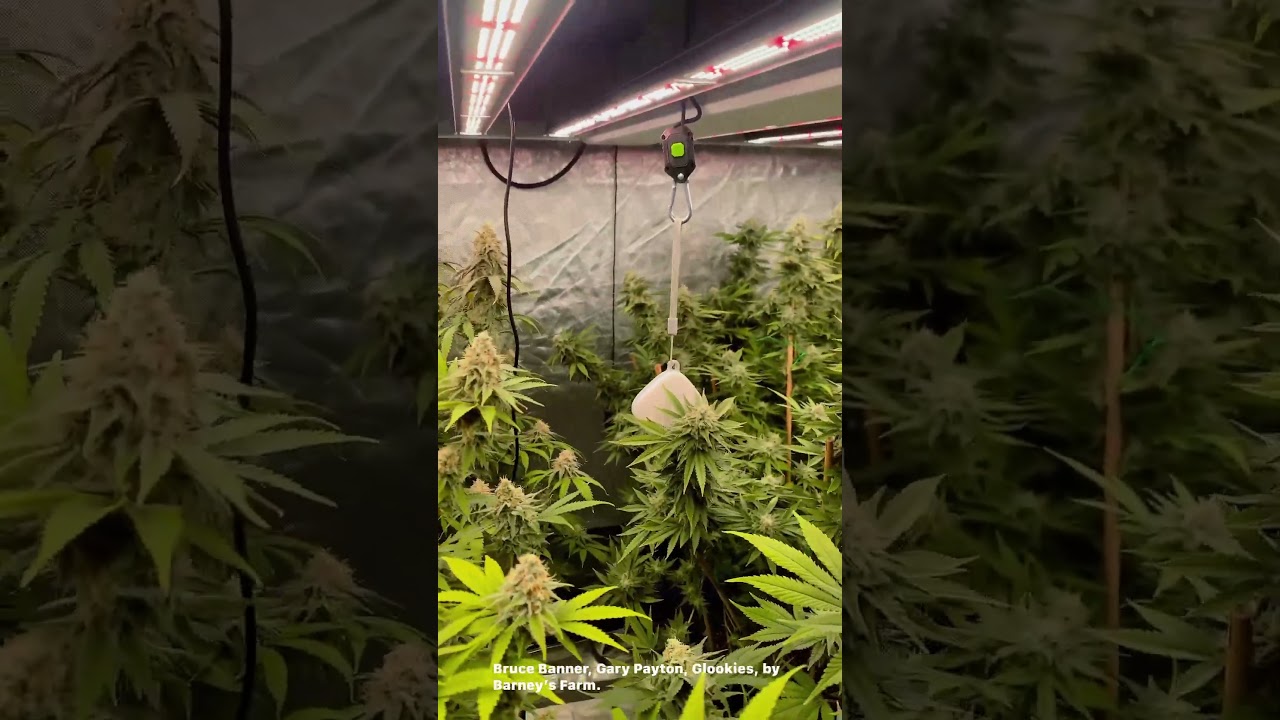 Bruce Banner, Gary Payton, Glookies, by Barney’s Farm