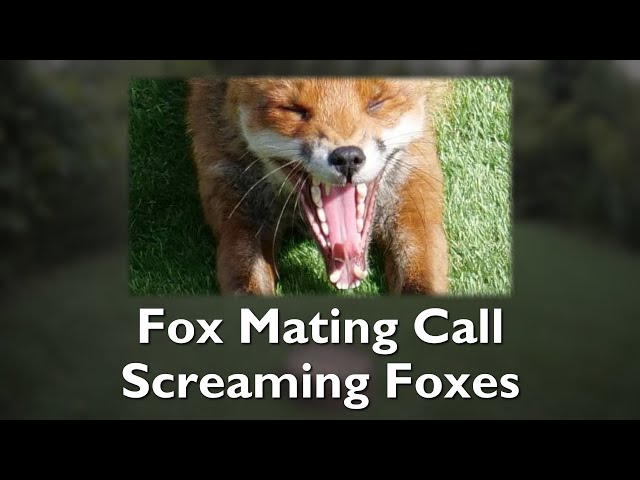 What does a fox mating call sound like? class=