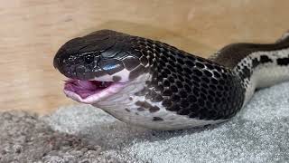 These Snakes Eat Good!