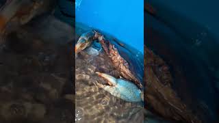 crab farming in my terrace natural RAS system in Telugu #crabgrass #fishing #fish #