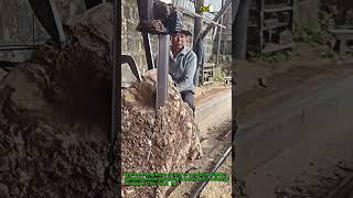 Satisfying Giant Wood Cutting Process Revealed! #worker #process #woodworking #sawmill #bandsaw