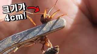 호주편ep2)물리면 지옥행인 가장 위험한 거대개미를 손에 올려봤습니다;;