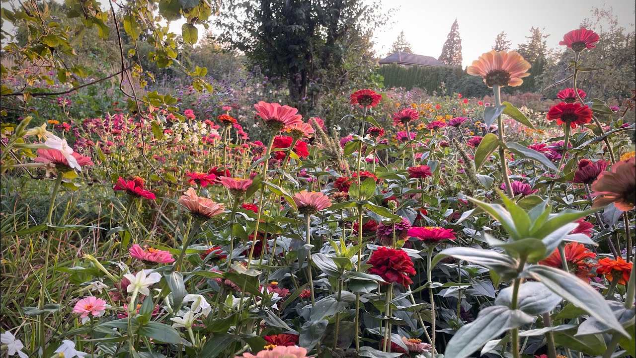 First fall day in the cottage garden zone 8 British Columbia 