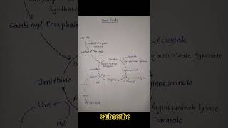 Urea Cycle Simple Pathways #chemistry