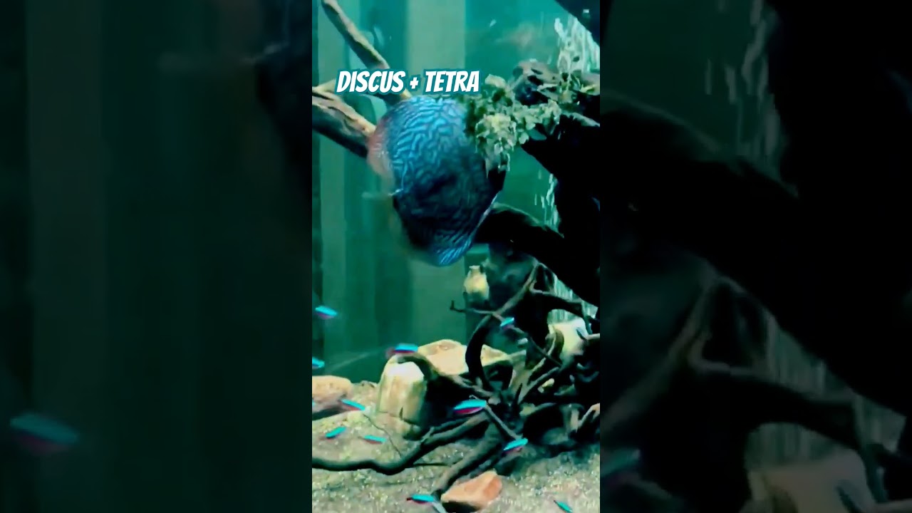 ikan discus dan neon Tetra 