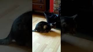 My Cat Licking/Sniffing Coal Container