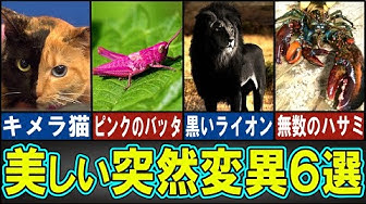 突然変異 Youtube