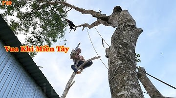 Vua Khỉ Miền Tây cưa xử lý cây Xà Cừ, có phần ngọn nghiêng hết vào trong mái nhà. Cutting nacre tree