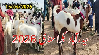 Bakra Mandi Hyderabad || Qorbani Eid 2026 || today Latest Update/15/ apr 