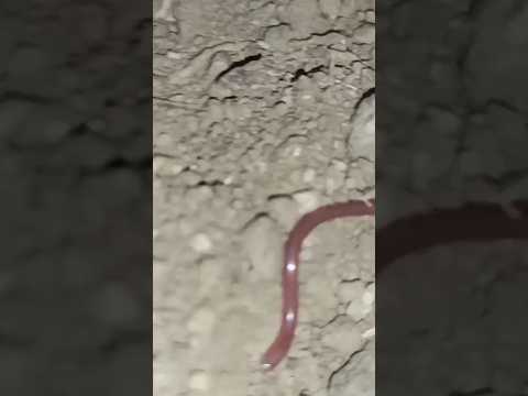 اصغر ثعبان في العالم ثعابين