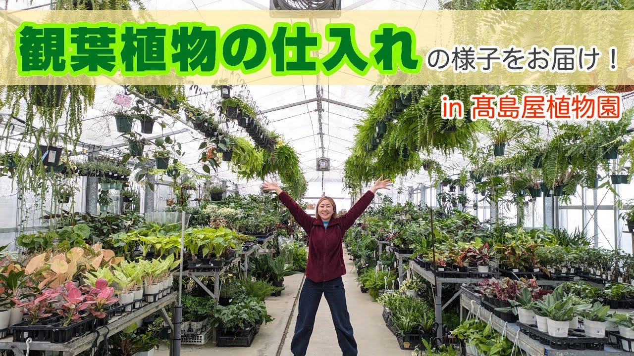 【観葉植物の仕入れ】可愛い＆個性的な植物たちの仕入れの様子を大公開！in 髙島屋植物園さん