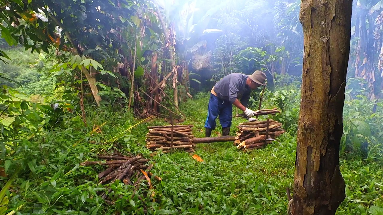 MENCARI KAYU BAKAR DI MUSIM HUJAN SEPERTI INI JADINYA ?
