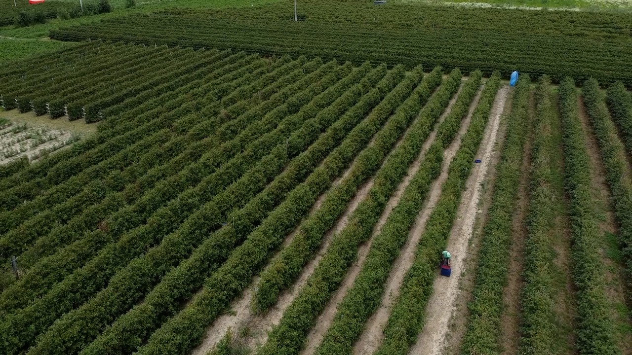 Pametna rešenja za spas maline   Kako se Arilje prilagođava klimatskim promenama