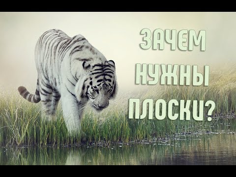 А вы задумывались, почему тигр полосатый? | Интересное о животных