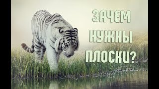 А вы задумывались, почему тигр полосатый? | Интересное о животных А вы задумывались, почему тигр полосатый? | Интересное о животных