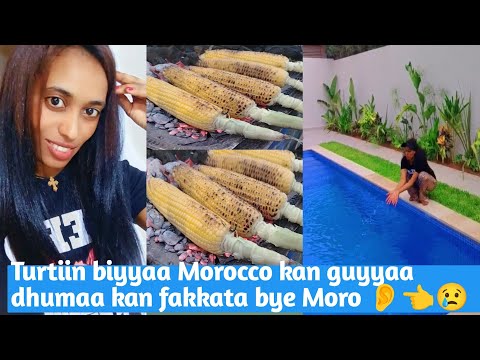 Turtiin Biyyaa Morocca Kan Guyyaa Dhumaa Kan Fakkata Bey Morocco